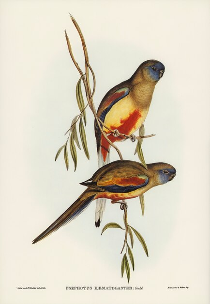 Crimson-bellied Parakeet (Psephotus haematogaster) illustrated by Elizabeth Gould 
