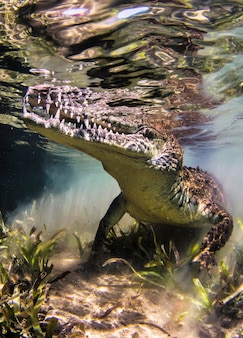 Крокодил плавает под водой. аллигатор на мелководье выглядывает из воды. морская жизнь под водой в океане. наблюдение за животным миром. подводное плавание с аквалангом в красном море, побережье африки