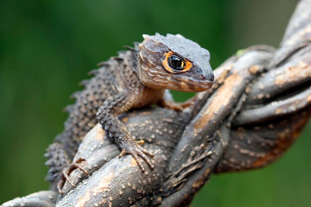 Crocodile skink closeup head from side view on branch animal closeup