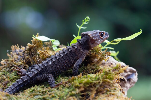 Crocodile skink sunbathing on moss crocodile skink closeup