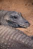 Бесплатное фото Крокодил