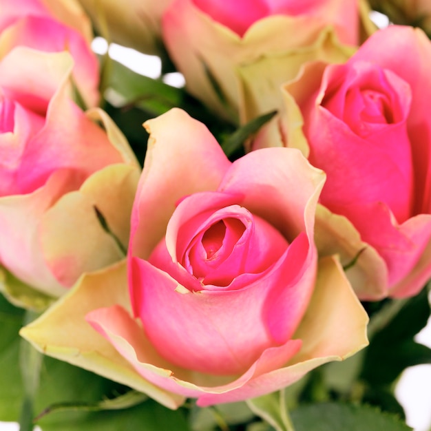 흰색 절연 핑크 장미 꽃다발 자르기