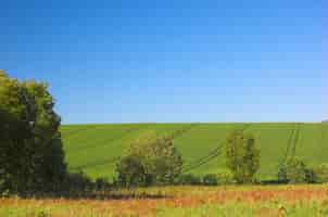 Foto gratuita campo delle colture