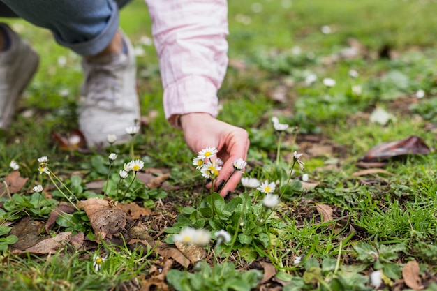 Crop girl picking flowers on meadow 
