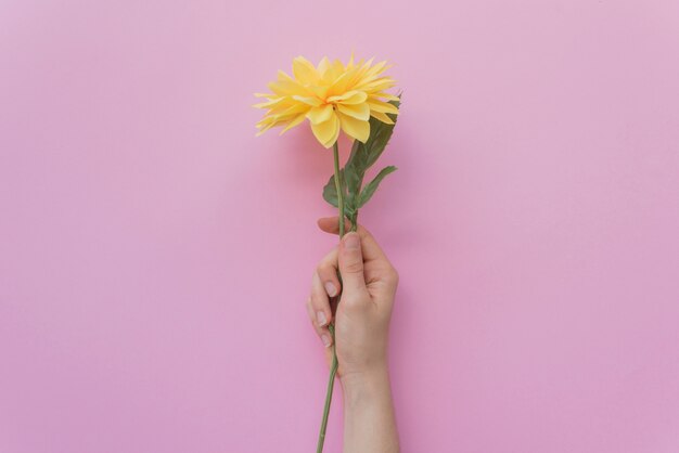 Crop hand holding cute flower