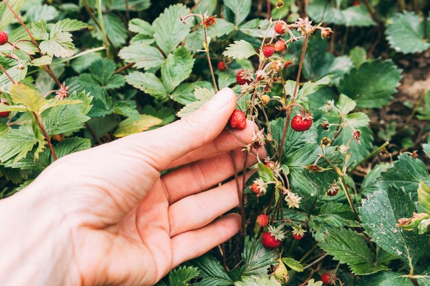 Crop hand picking wild strawberry