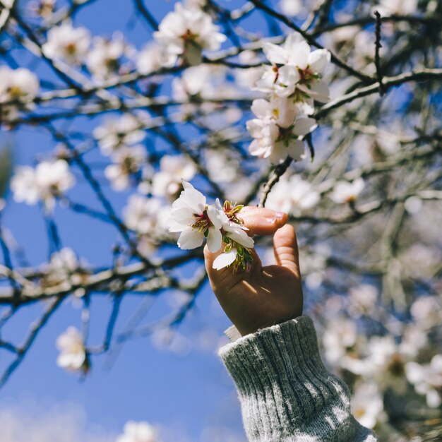 Crop hand touching blooming branch