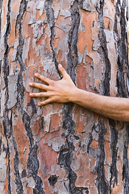 Foto gratuita ritaglia la mano sul tronco d'albero