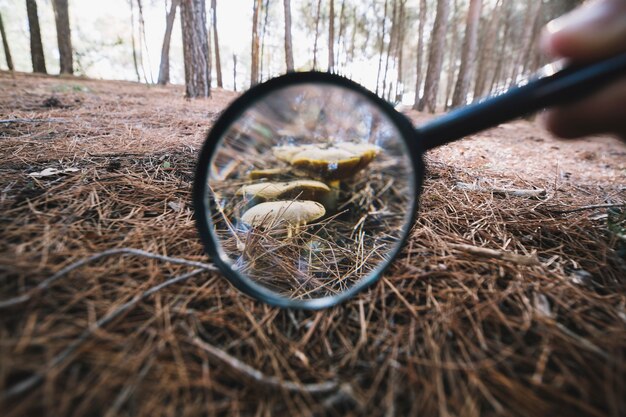 Crop hand with magnifying glass near mushrooms