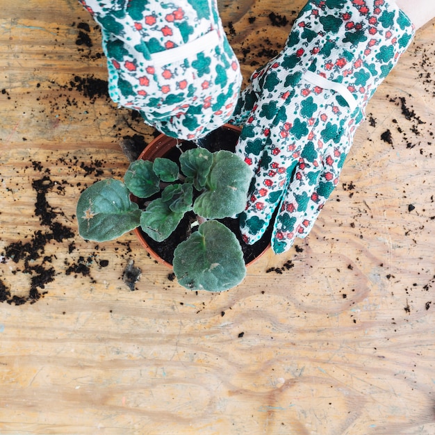 Crop hands caring for plant