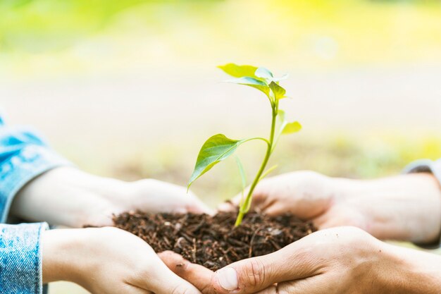 Crop hands carrying soil and seedling