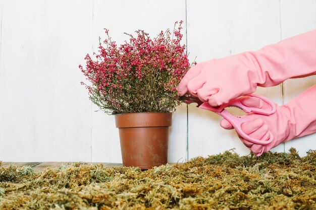 作物の手を切断する植物