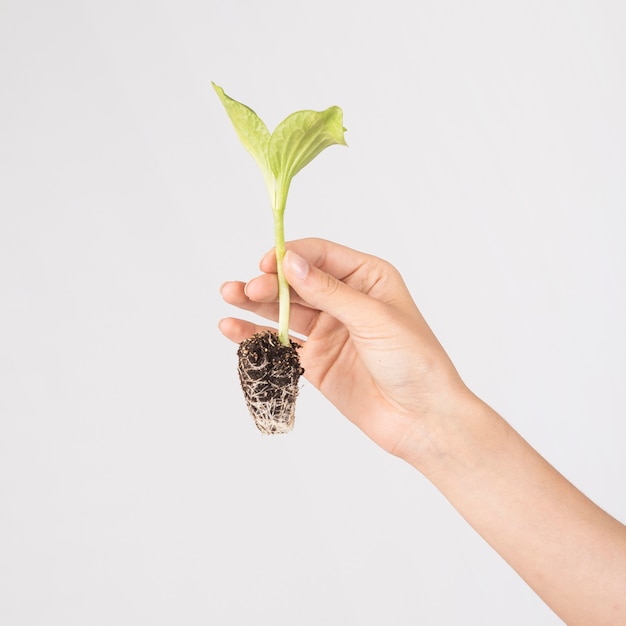 Crop hands holding growing plant