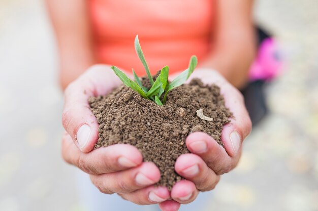 Crop hands holding soil and sprout