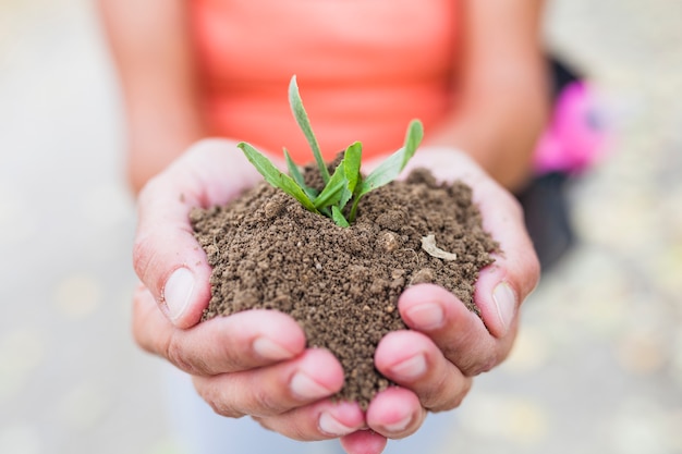 Crop hands holding soil and sprout