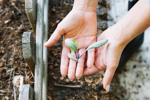 Crop hands holding sprout