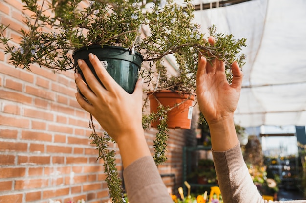 Free photo crop hands inspecting plant