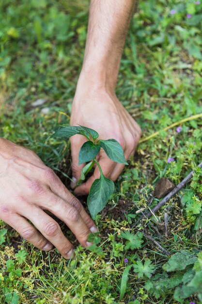 Crop hands planting seedling