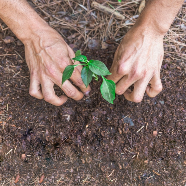 Crop hands pressing dirt around sprig