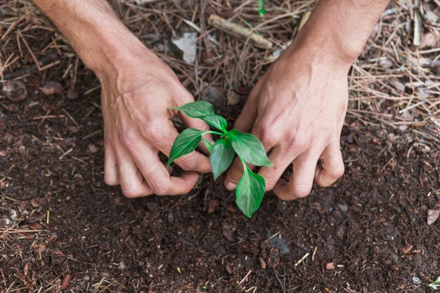 土壌に苗を植える手作り