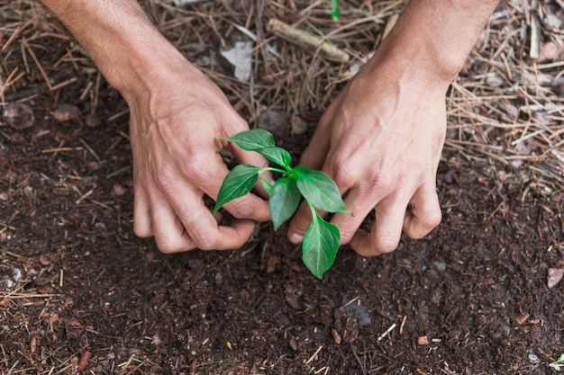 Crop hands putting sprout in soil