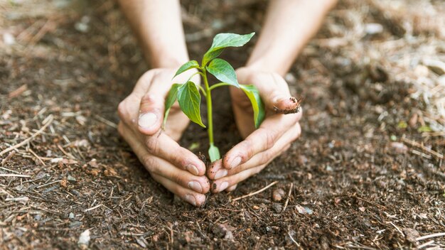 Crop hands saving sprout