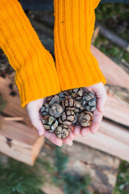 Crop hands showing conifer cones