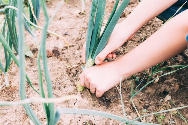 Crop hands tending onion