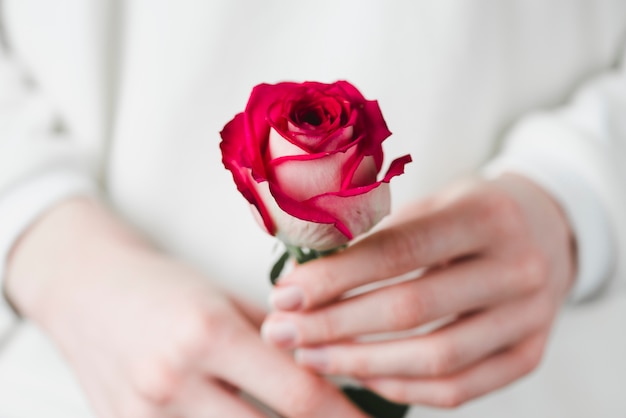 Free photo crop hands with pretty rose