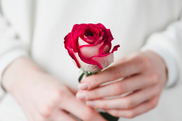 Crop hands with pretty rose