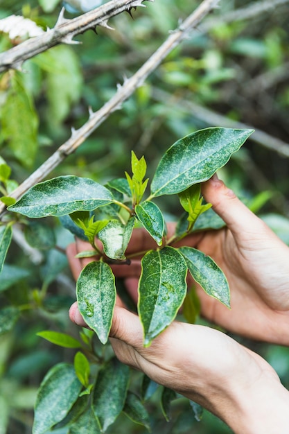 Crop hands with shrub twigs