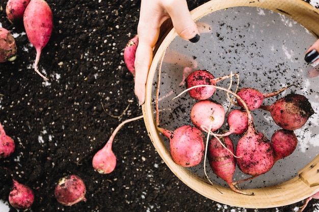 Crop hands with sieve full of radishes