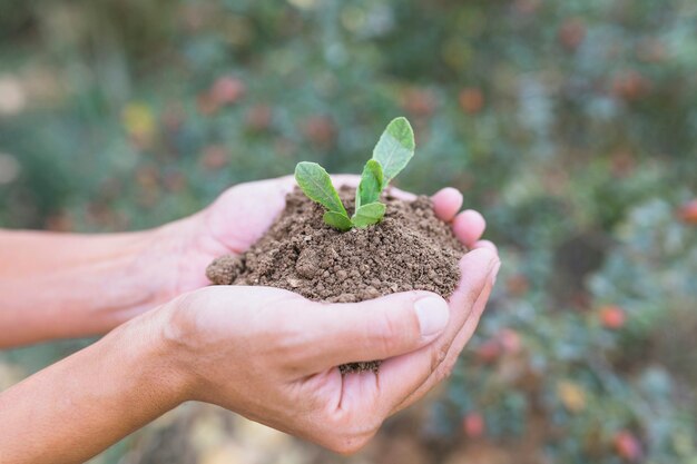 Crop hands with soil and seedling
