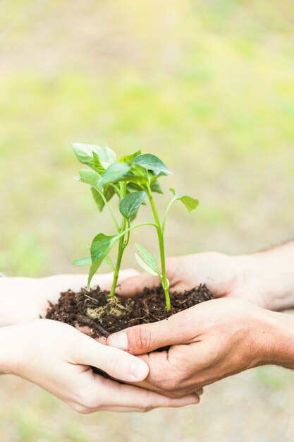 Crop hands with sprouts