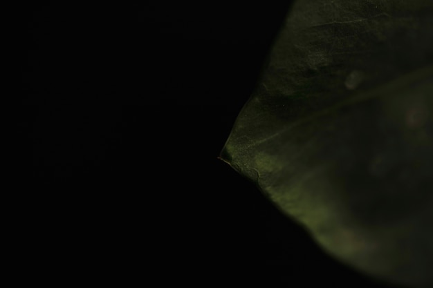 Crop leaf on black