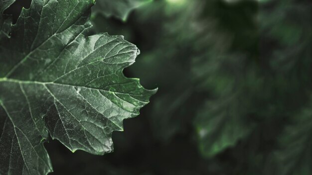 Crop leaf of maple