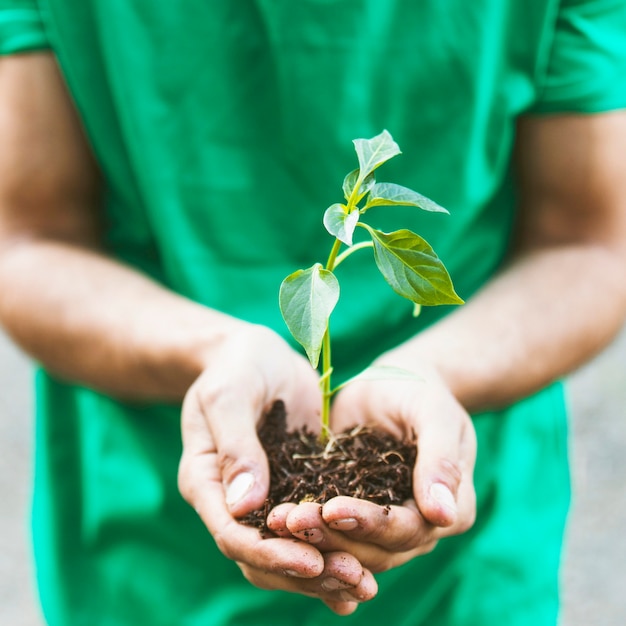 Crop person holding sprout