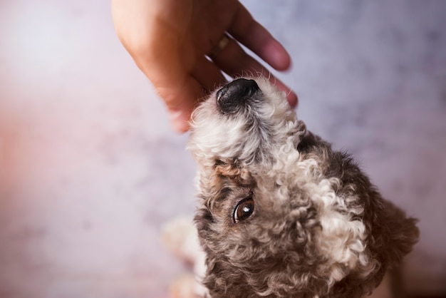 Free photo crop person patting curly puppy