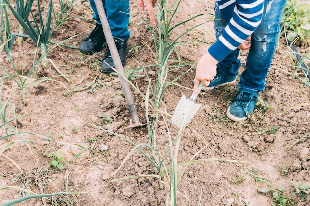 Crop siblings tending scallion