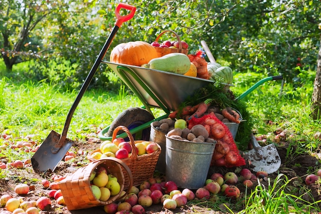 crop of vegetables in the garden