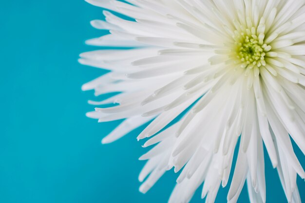 Crop white flower