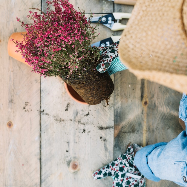 Foto gratuita raccogliere il fiore in vaso della donna