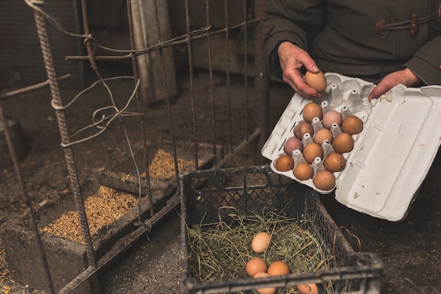 Crop worker putting eggs to rack