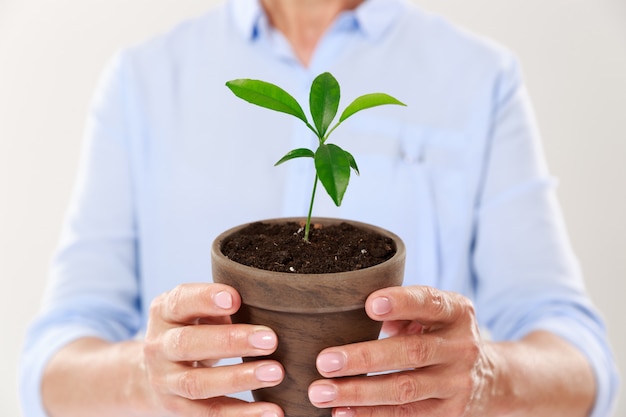 Cropped photo of females hands holding brown pot with young tree