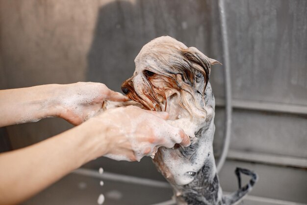 石鹸で小さな犬のトリミングされた写真ヨークシャーテリアの子犬が濡れているグルーマーサロンで手順を取得ヨークシャーテリア