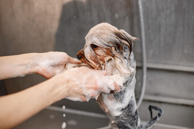 Cropped photo of a little dog in a soap Yorkshire terrier getting procedure at the groomer salon Yorkshire terrier puppy is wet