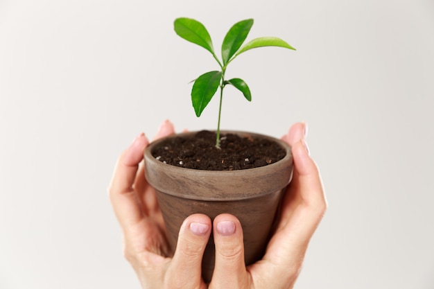 Foto potata delle mani della donna che tengono vaso marrone con la plantula