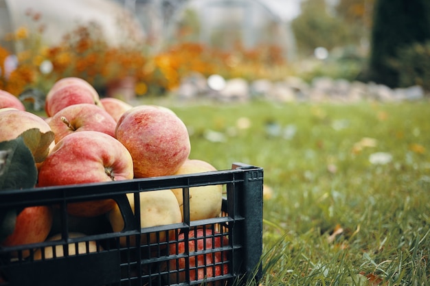 Cropped portrait of fresh ripe reddish apples on grass in garden. Outdoor shot of tasty fruits on green lawn in countryside. Vegetarian organic food, harvesting, vitamins, horticulture and farming