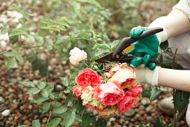 Обрезанный вид садовника в защитных перчатках во время обрезки растений