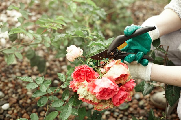 Cropped view of gardening worker wearing protective gloves while trimming plants